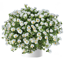 Load image into Gallery viewer, Purslane Pazzaz 10" HB