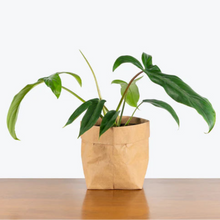 Load image into Gallery viewer, Philodendron Bette Waterbury 6"