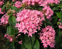 Load image into Gallery viewer, Penta Graffiti 6"/1G