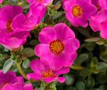 Load image into Gallery viewer, Purslane Pazzaz Nano 4.5"