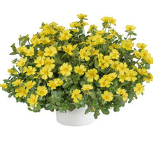 Load image into Gallery viewer, Purslane Pazzaz 10" HB