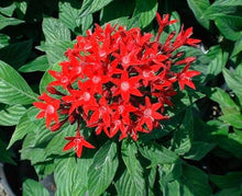 Load image into Gallery viewer, Penta Graffiti 6"/1G