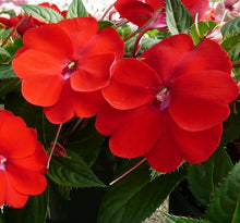 Load image into Gallery viewer, Sunpatiens Hanging Basket 10"