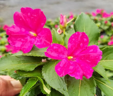Load image into Gallery viewer, Sunpatiens Hanging Basket 10"