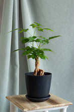 Load image into Gallery viewer, China Doll Bonsai