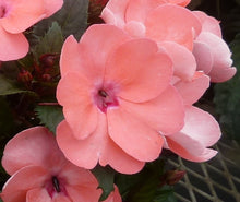 Load image into Gallery viewer, Sunpatiens Hanging Basket 10"