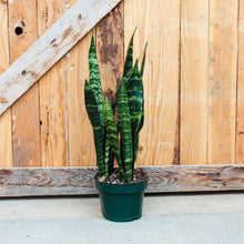 Load image into Gallery viewer, Sansevieria Black Coral