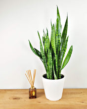 Load image into Gallery viewer, Snake Plant, Zeylanica