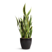 Load image into Gallery viewer, Snake Plant, Laurentii