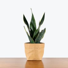 Load image into Gallery viewer, Sansevieria Superba Fabi