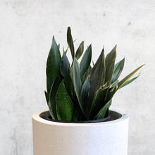 Load image into Gallery viewer, Sansevieria Superba Fabi