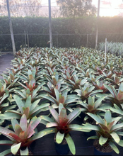 Load image into Gallery viewer, Imperial Bromeliad