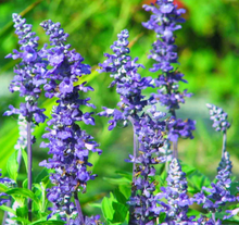 Load image into Gallery viewer, Salvia Victoria 6''/1G