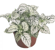 Load image into Gallery viewer, Hypoestes Confetti 4.5"