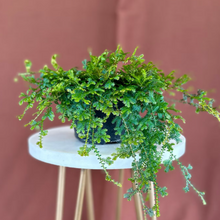 Load image into Gallery viewer, Rainbow Peacock Fern 8" HB