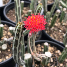 Load image into Gallery viewer, Senecio Stapeliiformis Pickle