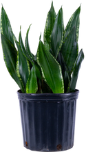 Load image into Gallery viewer, Sansevieria Silver Flame