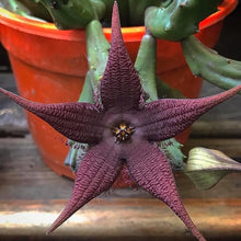 Load image into Gallery viewer, Stapelia Schinzii 4"