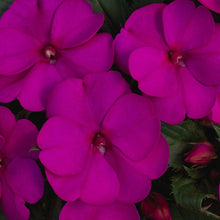 Load image into Gallery viewer, Sunpatiens Hanging Basket 10"