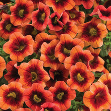 Load image into Gallery viewer, Calibrachoa Superbells 6"
