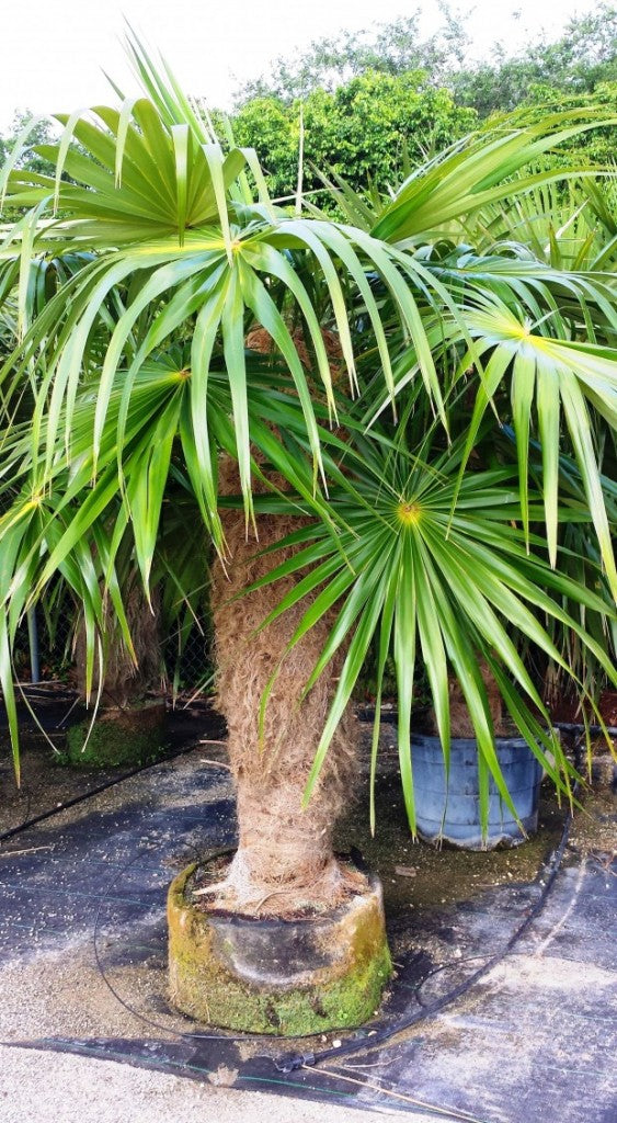 male palm plant Old Man Palm CP – Casaplanta Miami