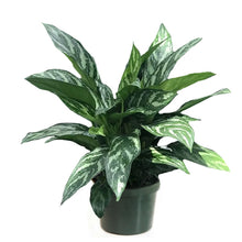 Load image into Gallery viewer, Aglaonema Tigress
