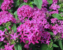 Load image into Gallery viewer, Penta Graffiti 6"/1G