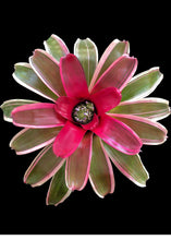 Load image into Gallery viewer, Neoregelia 1G/6"
