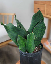 Load image into Gallery viewer, Sansevieria Whale Fin 6"