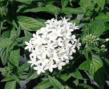 Load image into Gallery viewer, Penta Graffiti 6"/1G