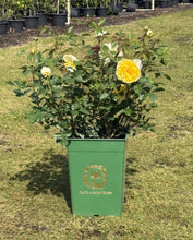 Load image into Gallery viewer, Rose David Austin 2G