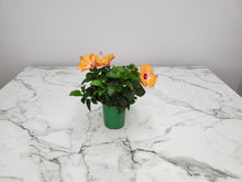 Load image into Gallery viewer, Hibiscus Bush Yoder Dwarf