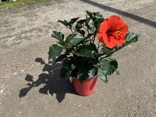 Load image into Gallery viewer, Hibiscus Bush Yoder Dwarf