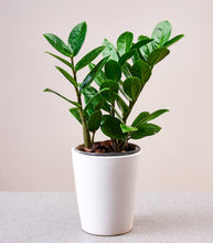 Load image into Gallery viewer, ZZ Plant