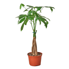 Load image into Gallery viewer, Money Tree Braid