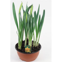 Load image into Gallery viewer, Flowering Bulbs Assorted Varieties