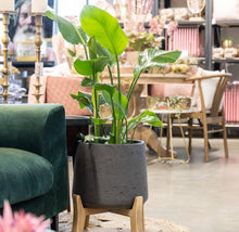 Load image into Gallery viewer, Patt Low Feet, Black Washed