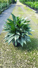 Load image into Gallery viewer, Aglaonema Tigress