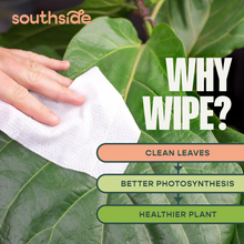 Load image into Gallery viewer, Houseplant Cleaning Wipes
