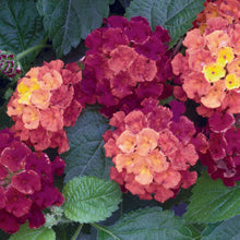 Load image into Gallery viewer, Lantana Bandana 6"