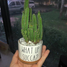 Load image into Gallery viewer, Funny Succulent Pots 3"