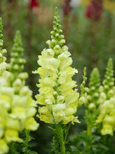 Load image into Gallery viewer, Snapdragon 4.5"