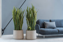 Load image into Gallery viewer, Patt, Grey Washed