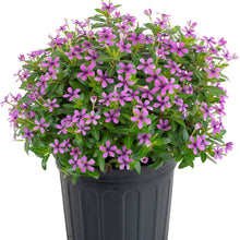 Load image into Gallery viewer, Soiree Kawaii 6"1G