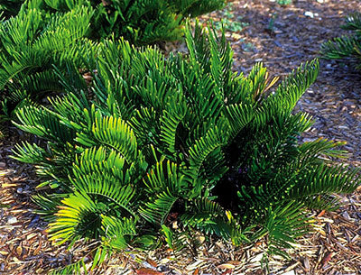 Coontie 3G/10"