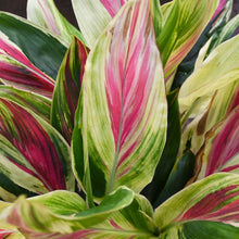 Load image into Gallery viewer, Cordyline Exotica 10"