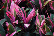 Load image into Gallery viewer, Cordyline Maria 10"