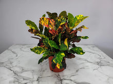 Load image into Gallery viewer, Croton Magnificent 3G/10"