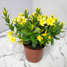 Load image into Gallery viewer, Dipladenia Bush 6"/1G