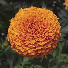 Load image into Gallery viewer, Marigold Inca